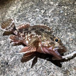 本命ではないけど、、、