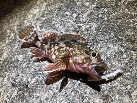 本命ではないけど、、、