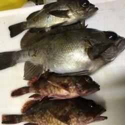 極寒のライトゲーム！！