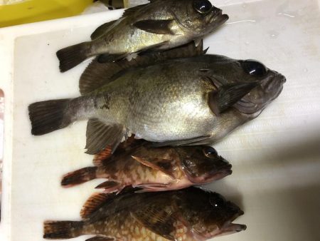 極寒のライトゲーム！！