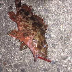 年明けは癒しのライトゲーム！