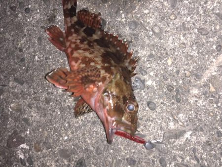 年明けは癒しのライトゲーム！