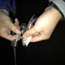 竿始めで尺メバル！