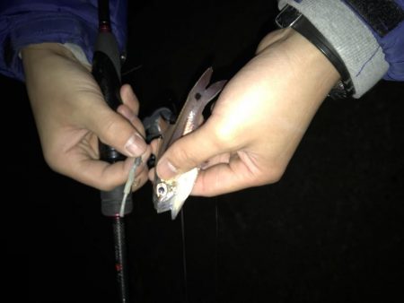 竿始めで尺メバル！