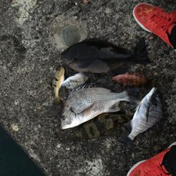 激寒期モンスターハント