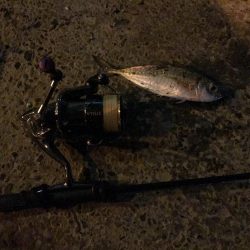 アジング釣行記