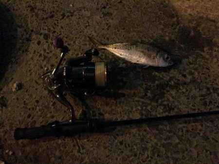 アジング釣行記