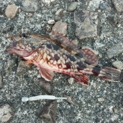 ちっこいのばっかっ！