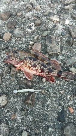 ちっこいのばっかっ！