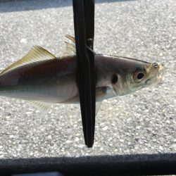 デイ・アジング