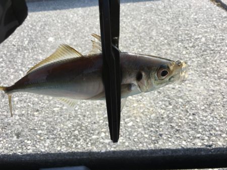 デイ・アジング