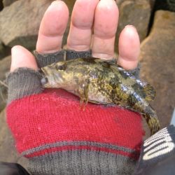 ベッコウゾイ釣果