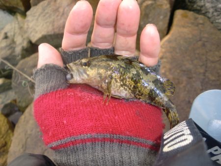 ベッコウゾイ釣果