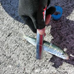 ファミリーフィッシングの釣り初