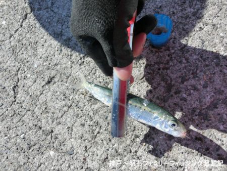 ファミリーフィッシングの釣り初