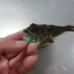 練習がてらライトゲーム