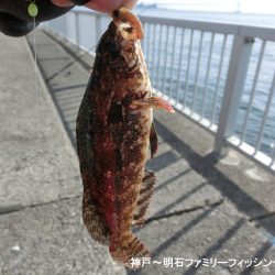 落とし込みでアイナメ狙い