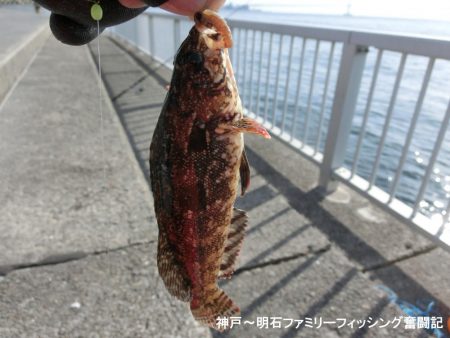 落とし込みでアイナメ狙い