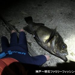 今年初のメバルは27㎝