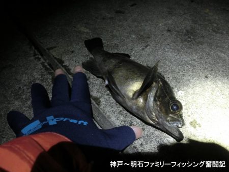 今年初のメバルは27㎝