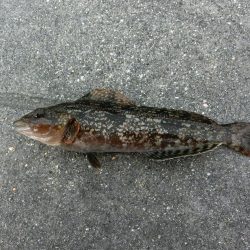 午後から根魚狙い