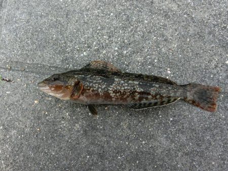 午後から根魚狙い