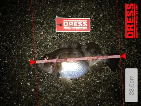 過去最高のメバリング