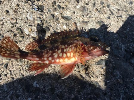 釣れるといいなぁ！！アコウッ！！！