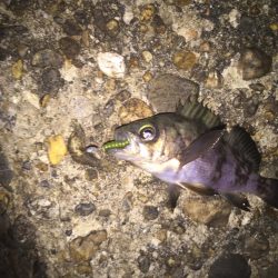 極寒のメバルリング