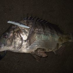 アフターシーバス