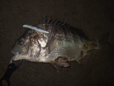 アフターシーバス