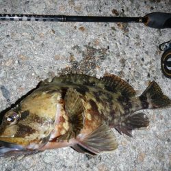 良い引きでした