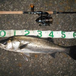 ベイトはマイクロか？。