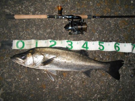 ベイトはマイクロか？。