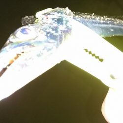 タチウオマイワシパターン継続中