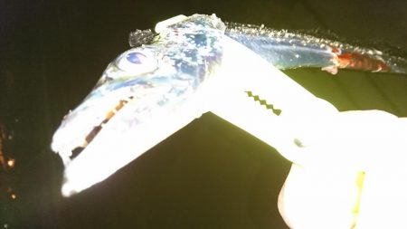 タチウオマイワシパターン継続中