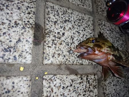 今年２回目のメバリング