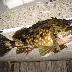 居残り太刀魚探索に