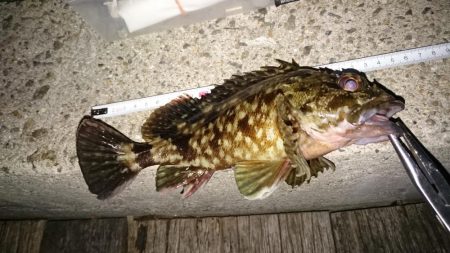 居残り太刀魚探索に