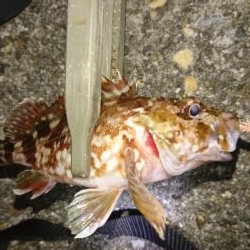 短時間メバリング