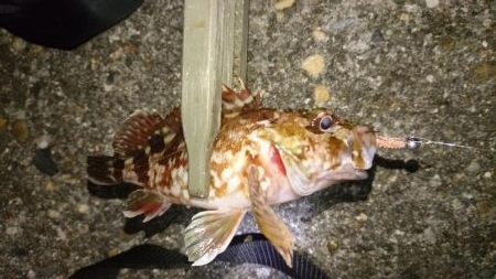 短時間メバリング