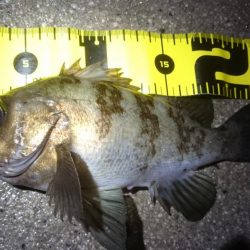 またまたアオリイカゲット！