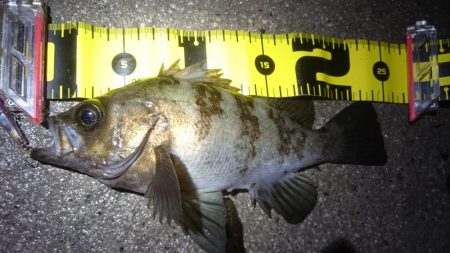 またまたアオリイカゲット！