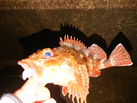 ようやくのメバル