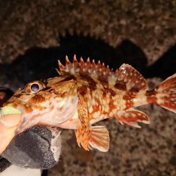 今日もヤリイカは釣れません