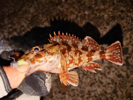 今日もヤリイカは釣れません