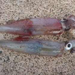 ヤリイカエギング