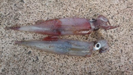 ヤリイカエギング