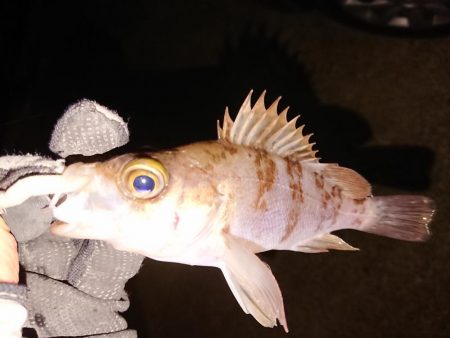 越前海岸ランガン