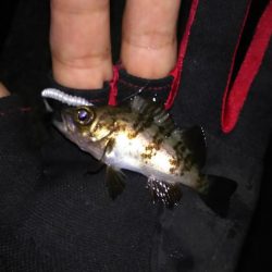 撃沈！日本海アジング…